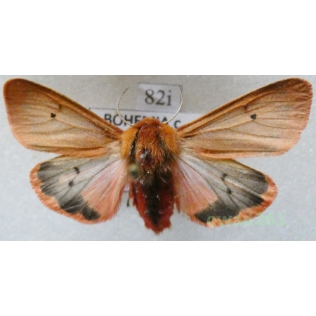 Phragmatobia fuliginosa (Linnaeus, 1758) ex. ovo Czech82i
